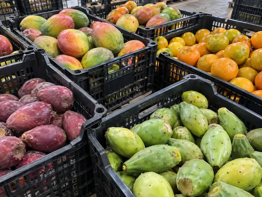 Cajas de mango, mandarina, tuna roja y tuna blanca en la bodega de Gomqui
