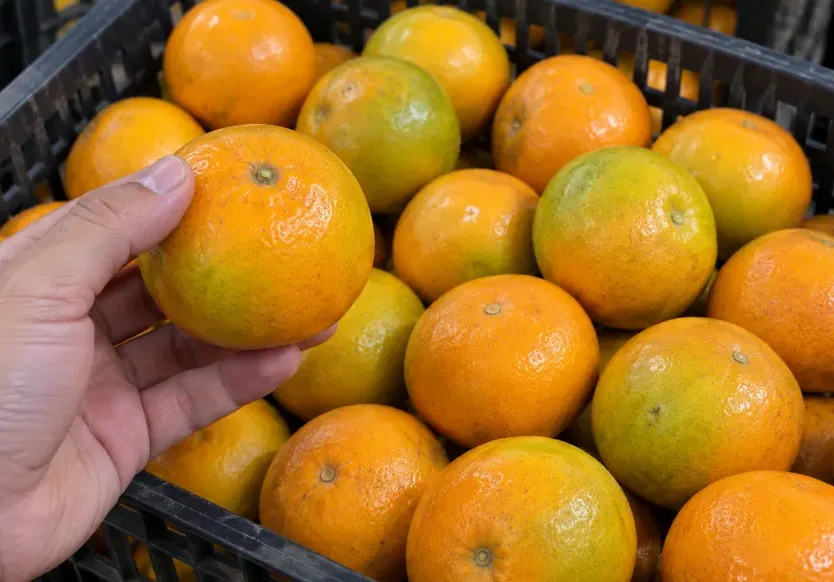 Cliente revisando la calidad de una mandarina antes de comprar la caja